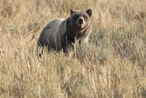Hiker Assaulted by Wild Animal in Wilderness Area Air Lifted to Medical Facility